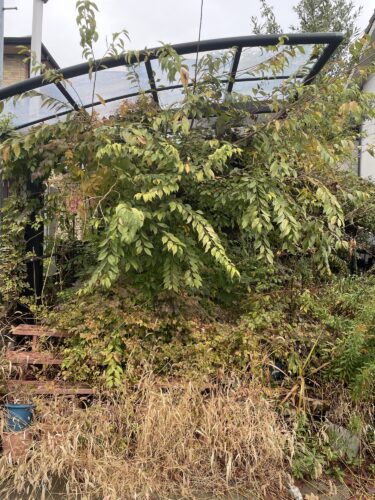岐阜県岐阜市でカーポートの草木撤去・片付け作業｜草回収・不用品回収の実績紹介