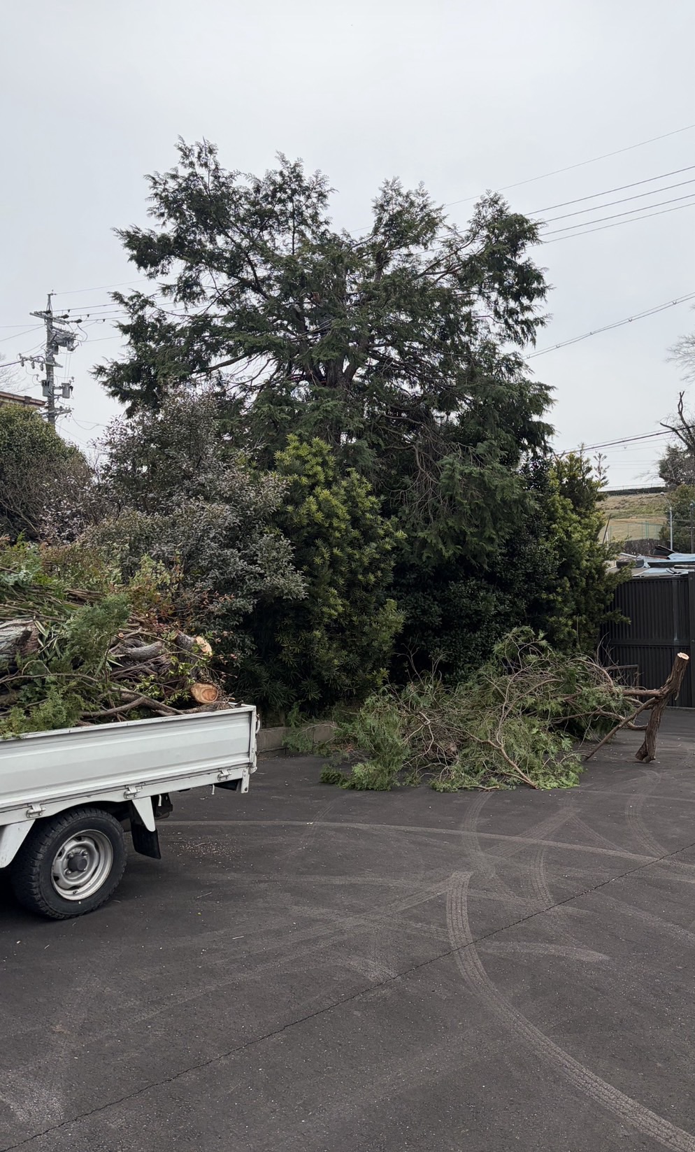 犬山市での木の剪定作業の様子