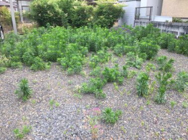 各務ヶ原市 草刈り 作業前