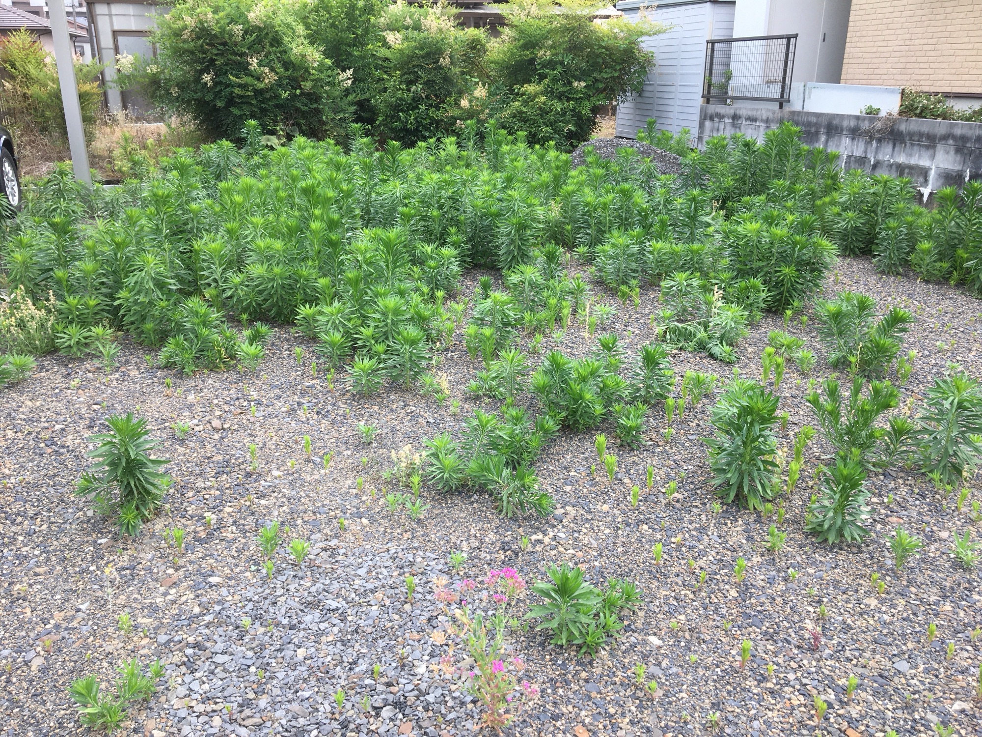 各務ヶ原市 草刈り 作業前